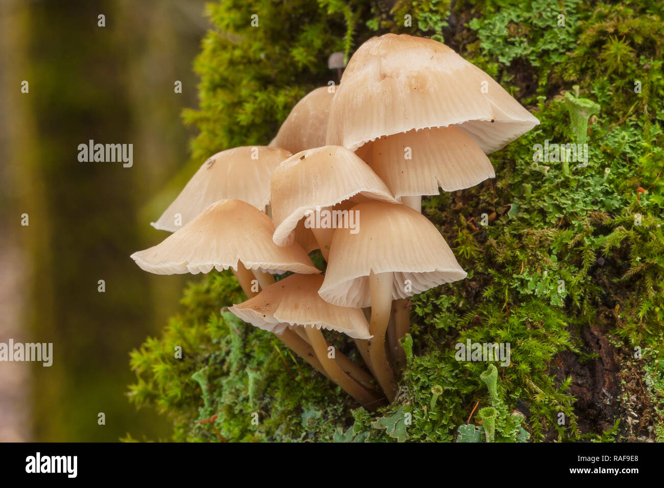Fungi the charcoal burner fungus fotografías e imágenes de alta