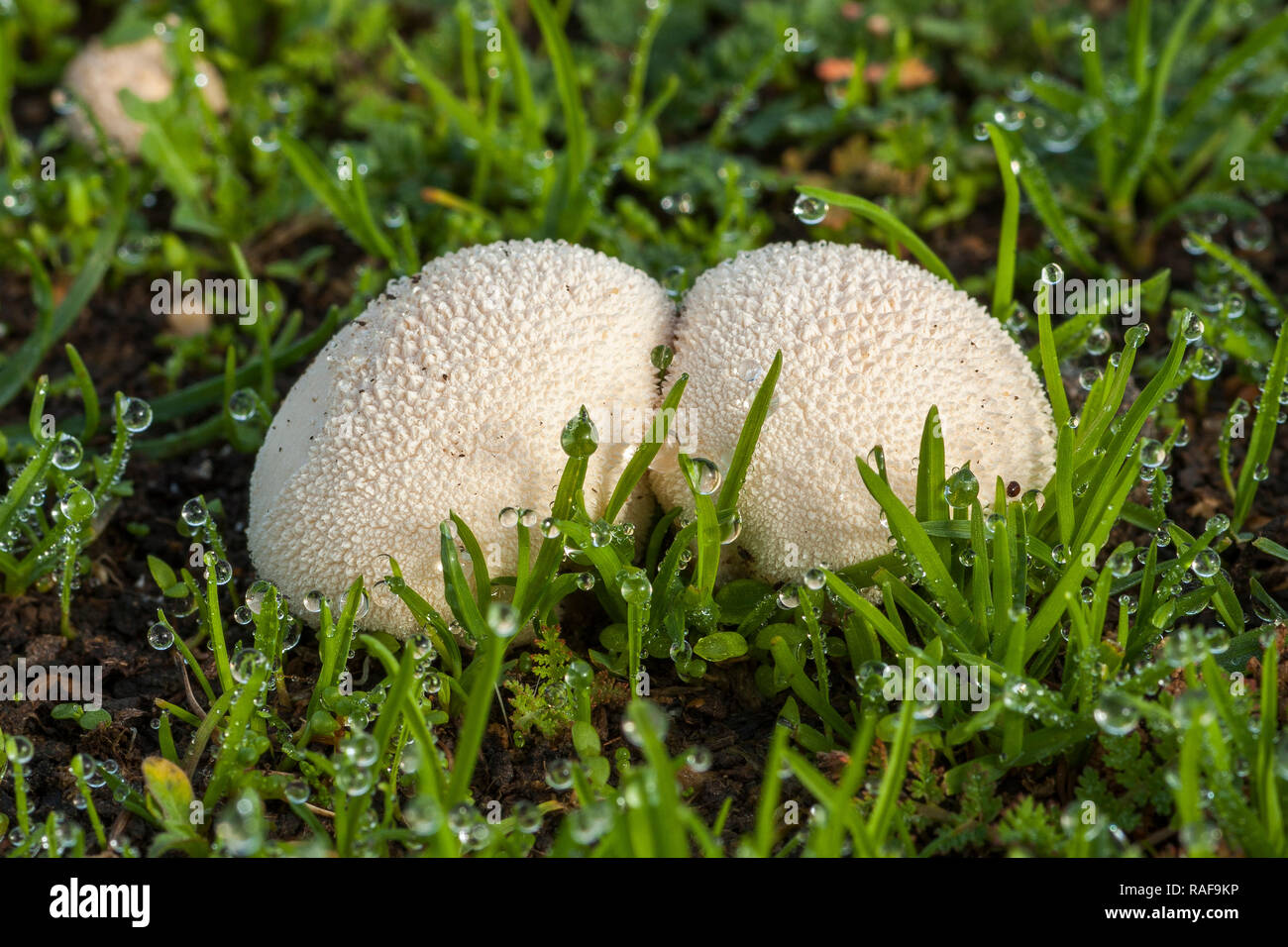 Fungi the charcoal burner fungus fotografías e imágenes de alta
