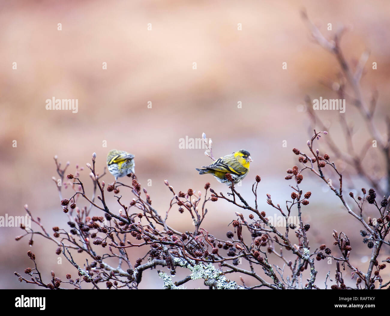 Siskin euroasiático. (Carduelis spinus) Foto de stock