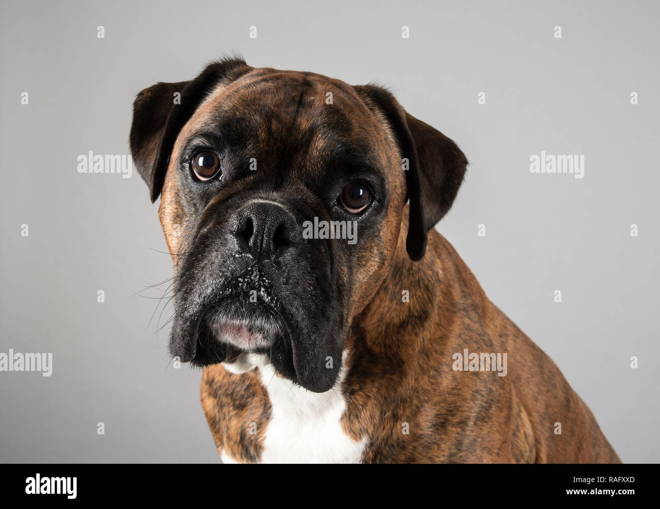 Perro boxer color marrón fotografías e imágenes de alta resolución - Alamy