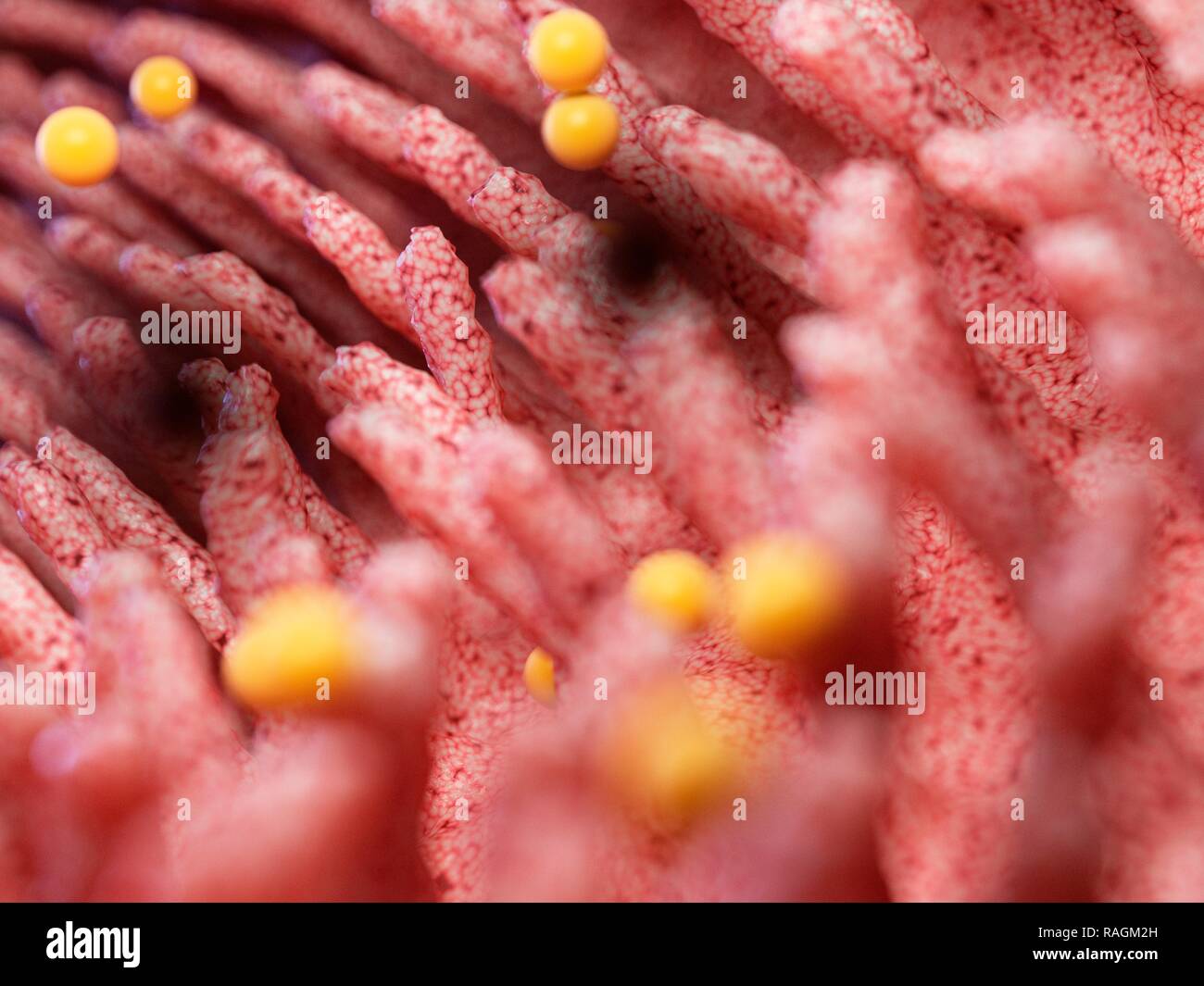 Ilustración de gluten dañando vellosidades intestinales. Foto de stock