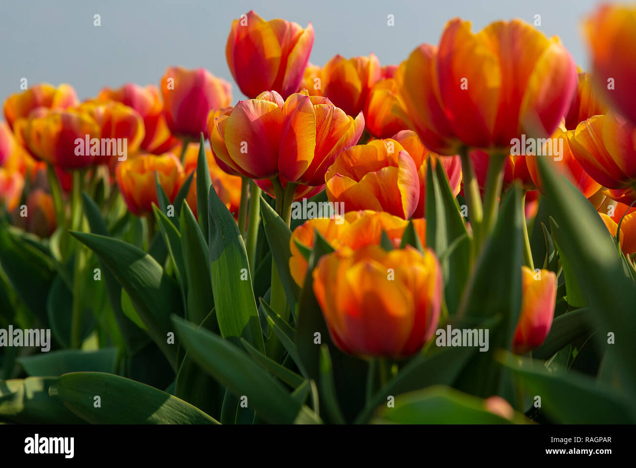 La hermosa orange tulip 'Marit' creciendo en un campo de tulipanes en Holanda Meridional, Países Bajos Foto de stock