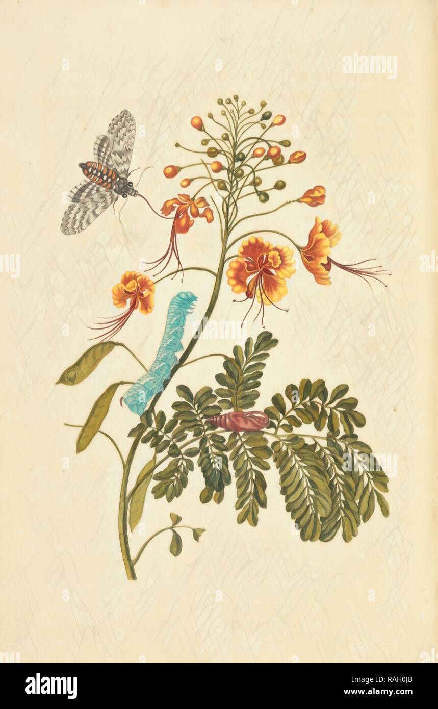 Flor de Peacock (Caesalpinia pulcherrima) y metamorfosis de tabaco polilla halcón (Manduca sexta), Maria Sybilla reinventado Foto de stock