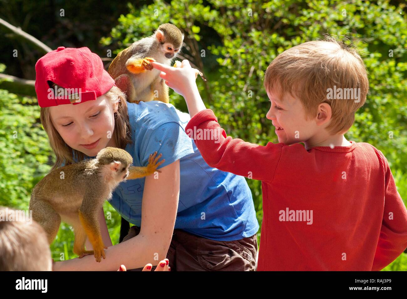 Secretario Marca comercial Dar una vuelta Monos para niños fotografías e imágenes de alta resolución - Alamy
