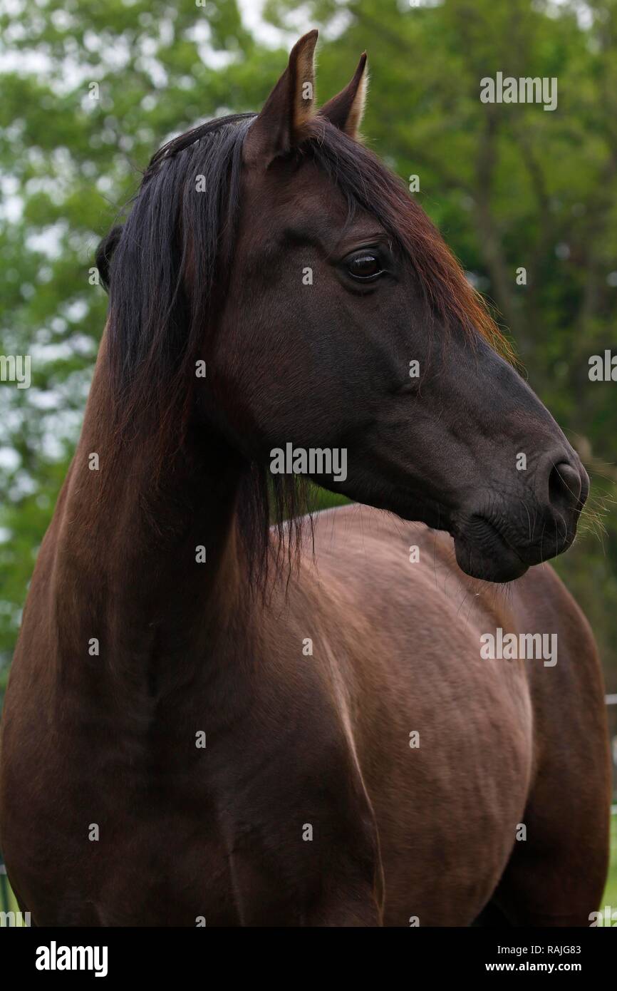 Caballo, caballo, gran caballo (Equus caballus przewalskii. f) castrado, retrato animal, Alemania Foto de stock