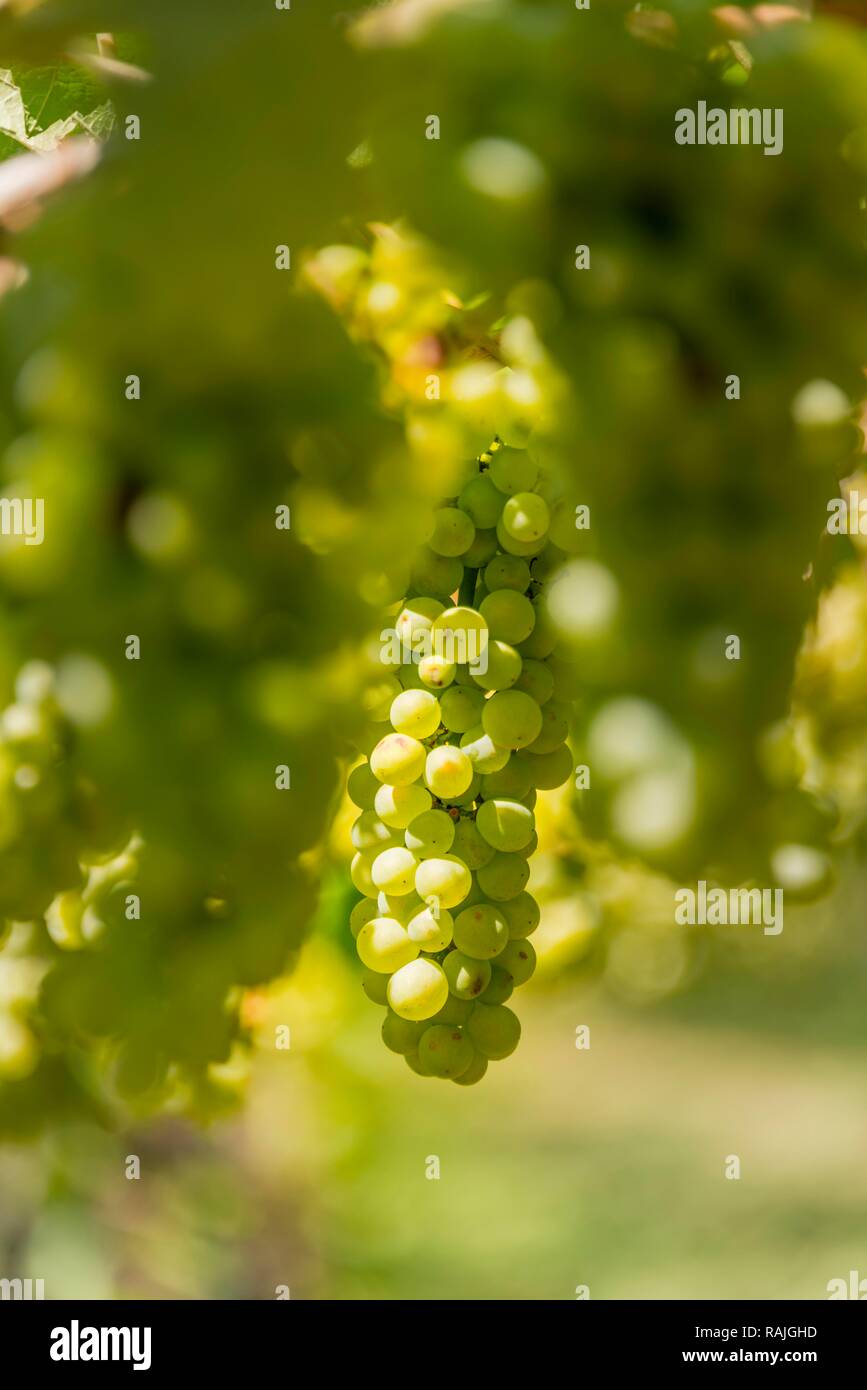 Las uvas verdes, la vid, viñedo, Lago Caldaro", Caldaro", Trentino, Tirol del Sur, Italia Foto de stock