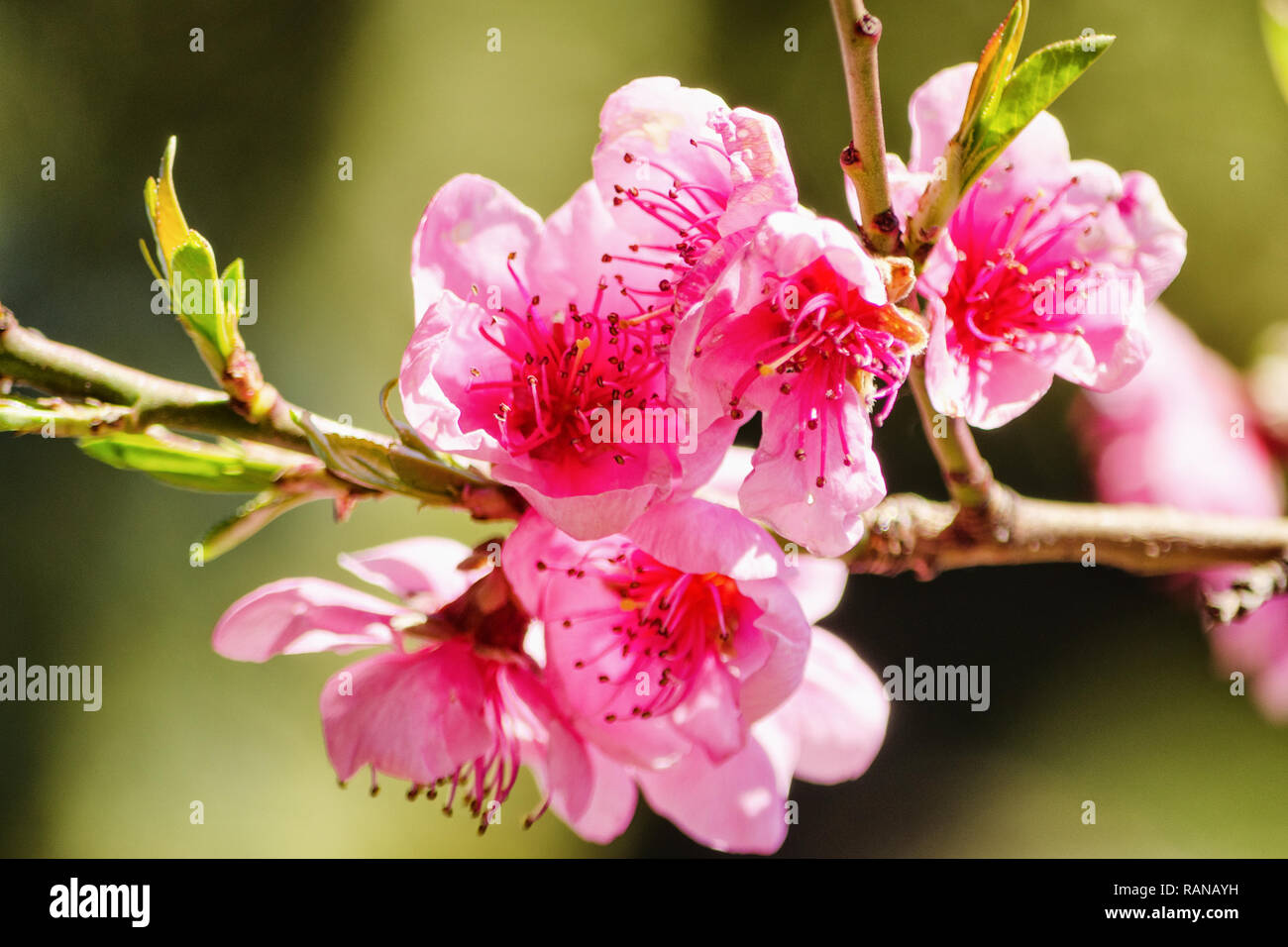 Naturaleza de primavera, Flor de durazno, flores rosas en ramas en un día  soleado, hermosa postal Fotografía de stock - Alamy