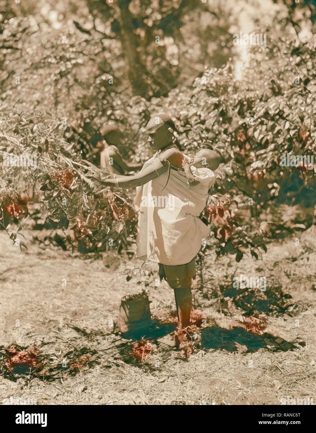 Colonia de Kenia. Plantaciones en Kenia colonia. Mujer nativa recoger café,  con un bebé sobre su espalda. 1936, Nairobi, Kenia, REINVENTADO Fotografía  de stock - Alamy