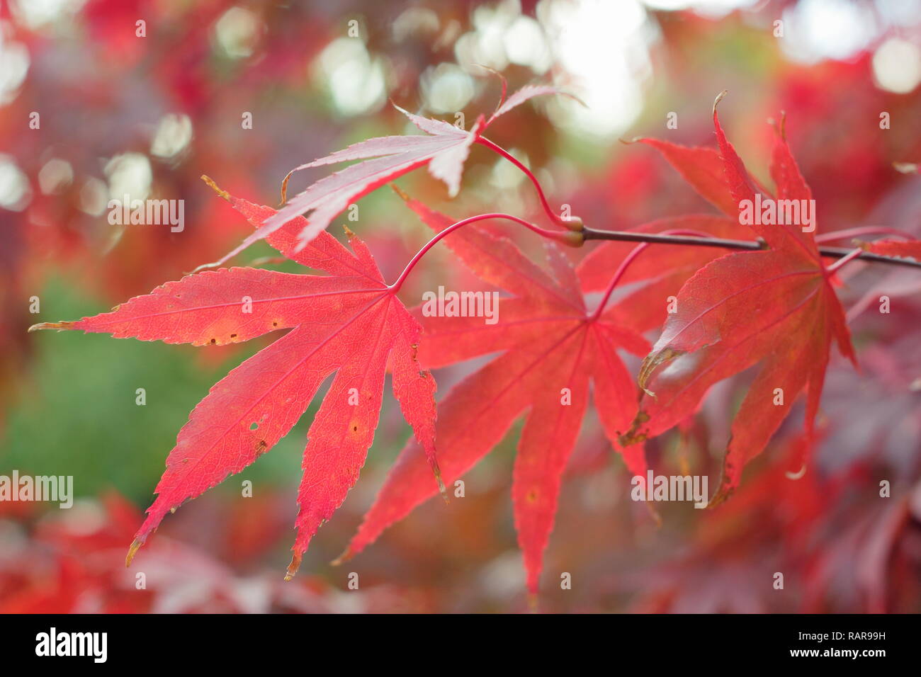 Acer palmatum Osakazuki ''. El follaje de otoño vibrante arce japonés 'Osakazuki' en un jardín inglés, REINO UNIDO Foto de stock