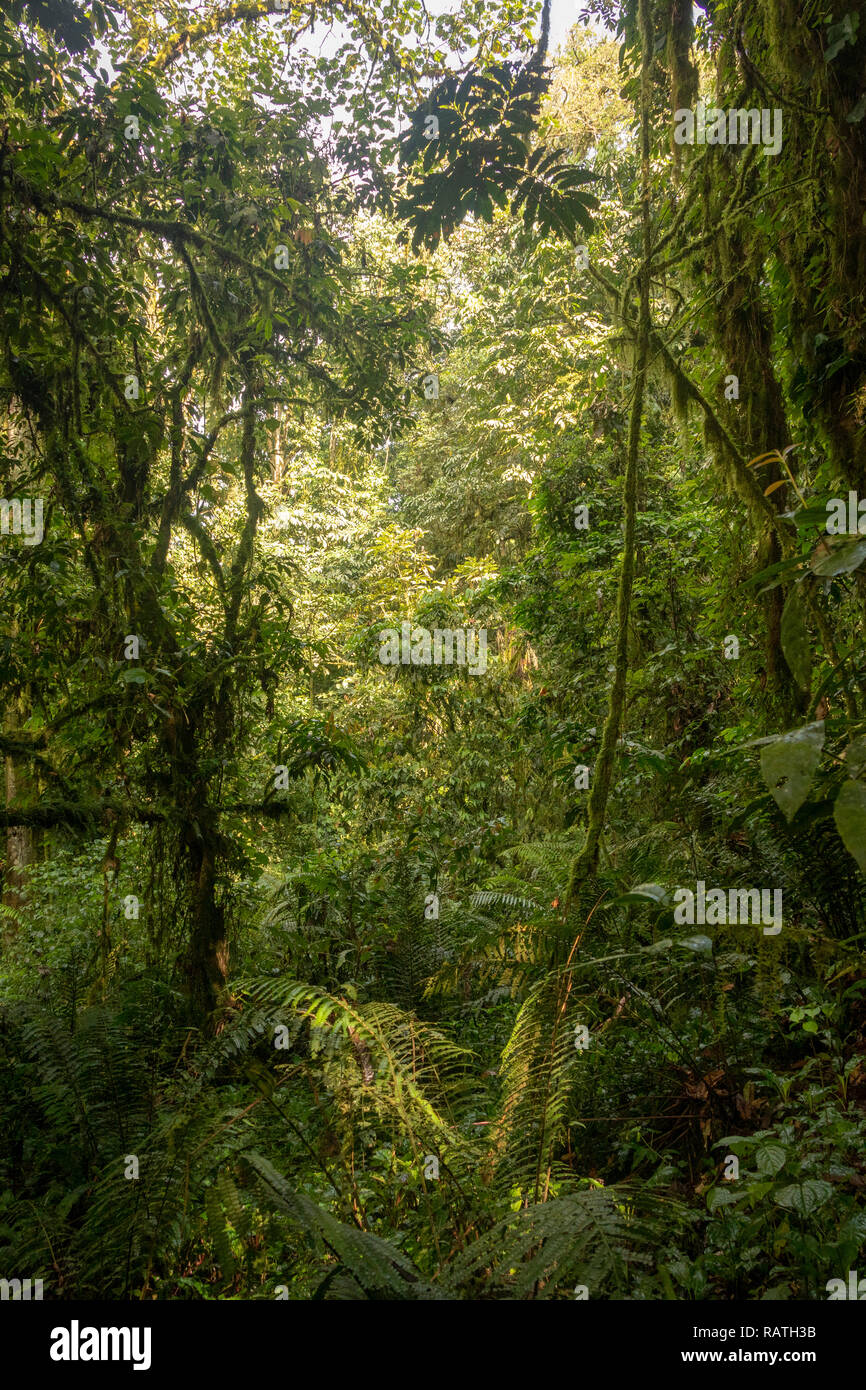 Bosque Pluvial Montano Fotografías E Imágenes De Alta Resolución Alamy