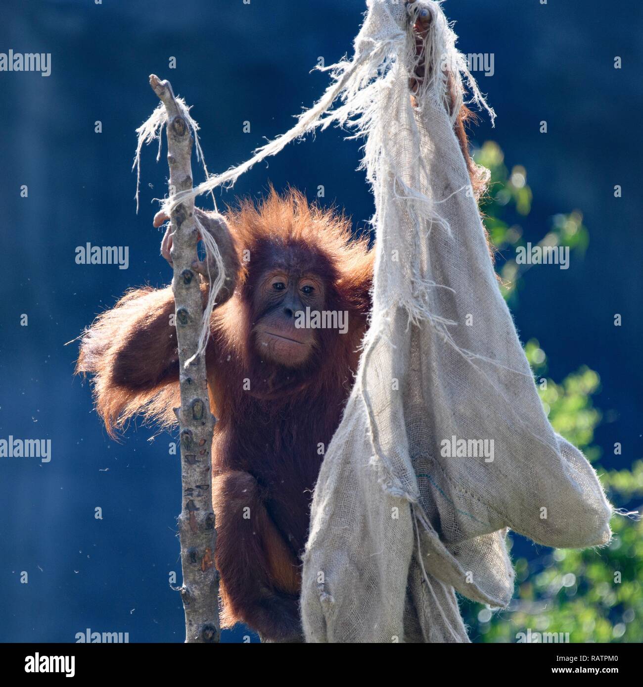 Orangután cerrar Foto de stock