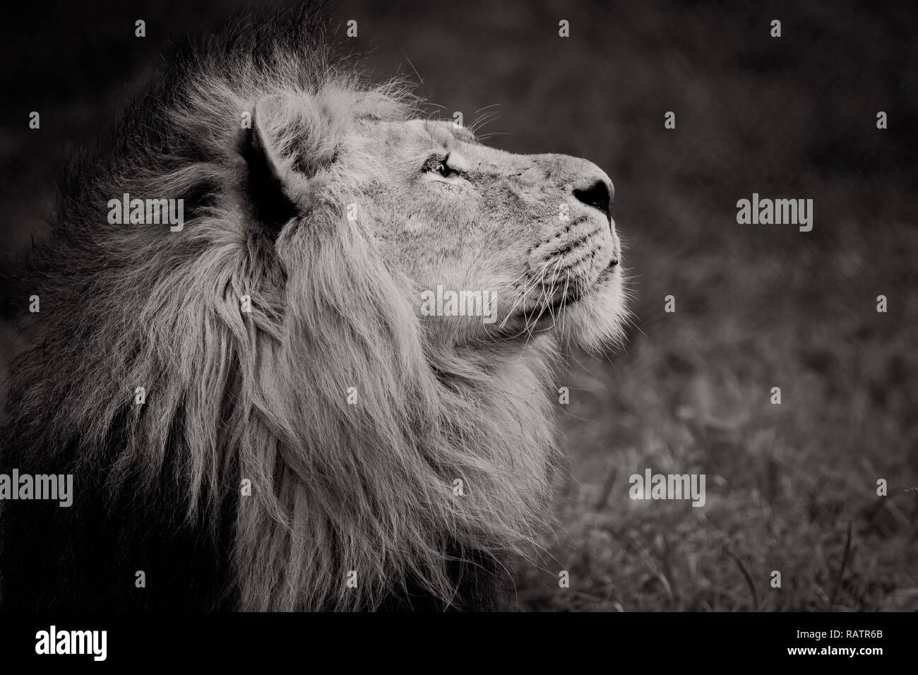 Cerrar Foto de un león macho Foto de stock