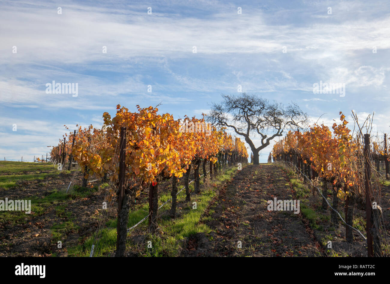 Vista de árbol de invierno en viña en las colinas de Santa Bárbara en el centro de California, Estados Unidos Foto de stock
