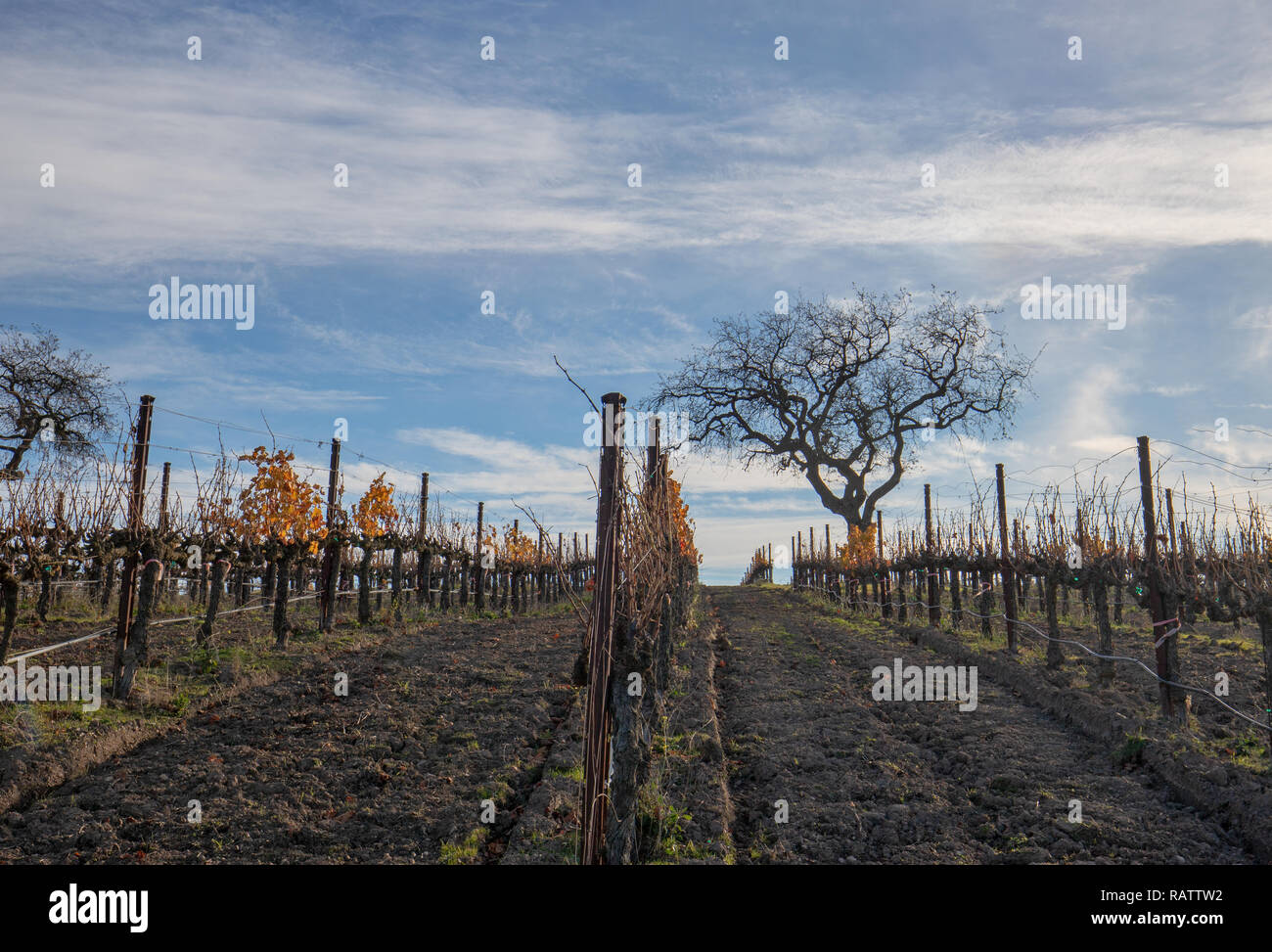 Vista de árbol de invierno en viña en las colinas de Santa Bárbara en el centro de California, Estados Unidos Foto de stock