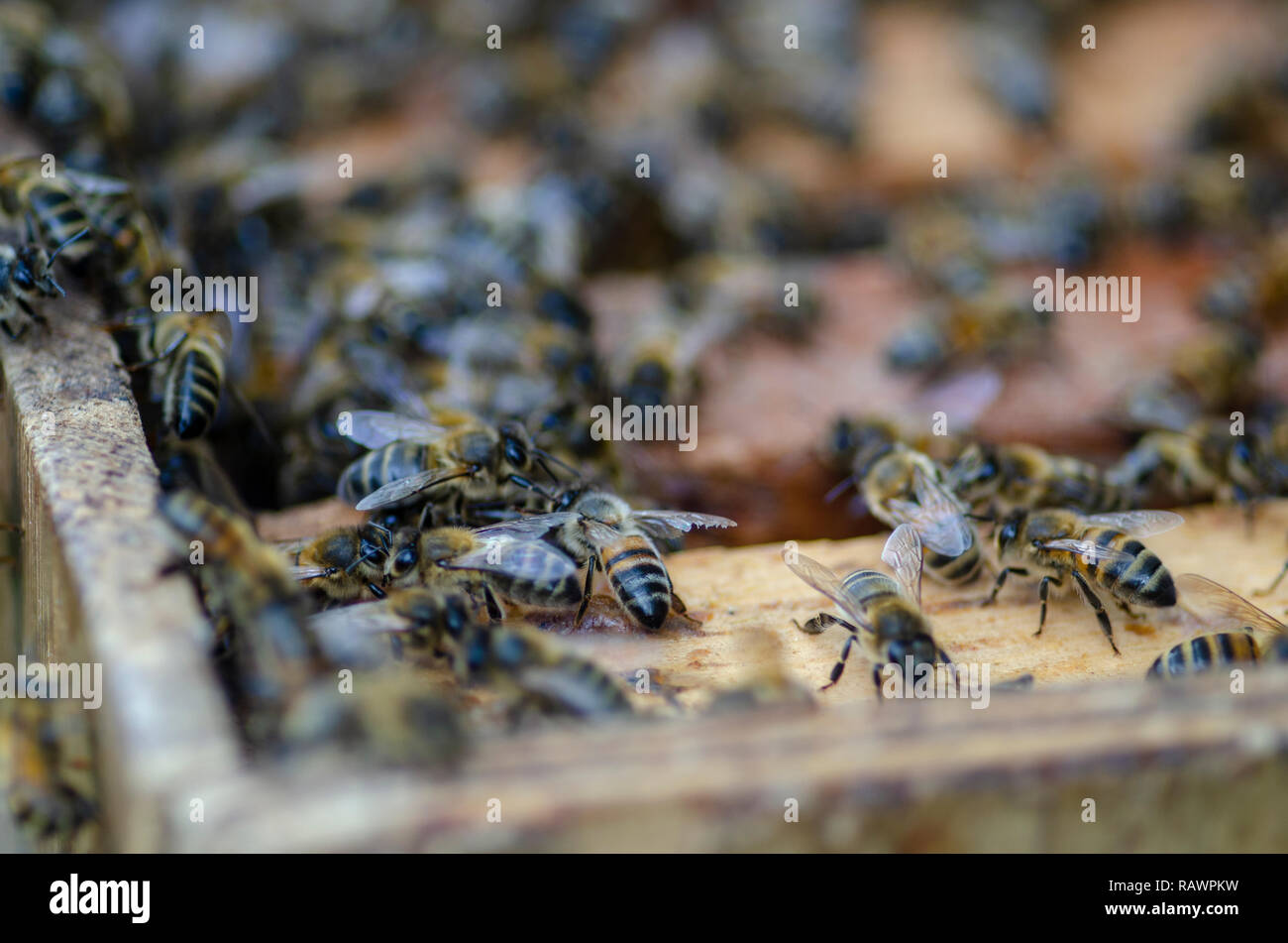 Un primer plano de una colonia de abejas en la colmena, cuando un apicultor es la apertura de la colmena a cosechar y recoger la miel con una profundidad de campo limitada Foto de stock