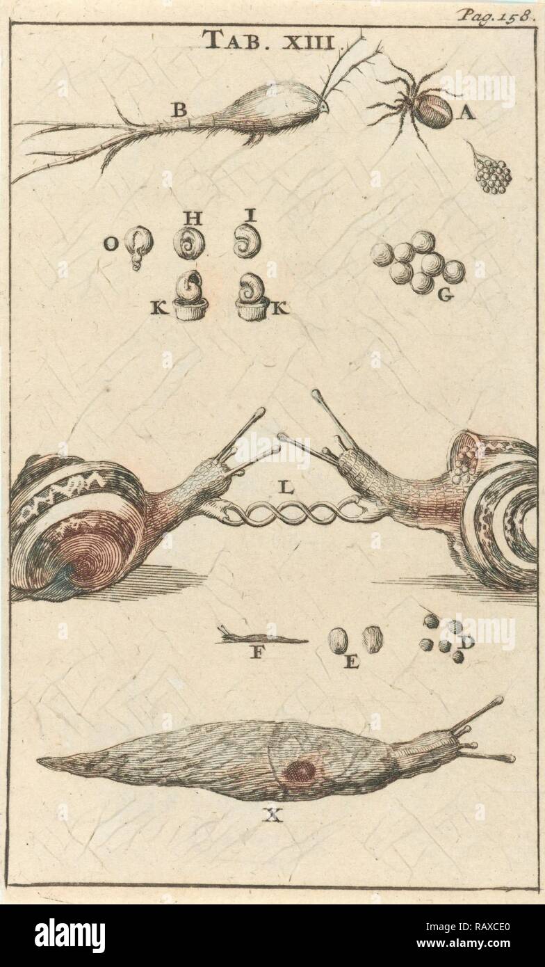 Los caracoles XIII, Jan Luyken, Jan Claesz diez Hoorn, 1680. Reimagined by Gibon. Arte clásico con un toque moderno reinventado Foto de stock
