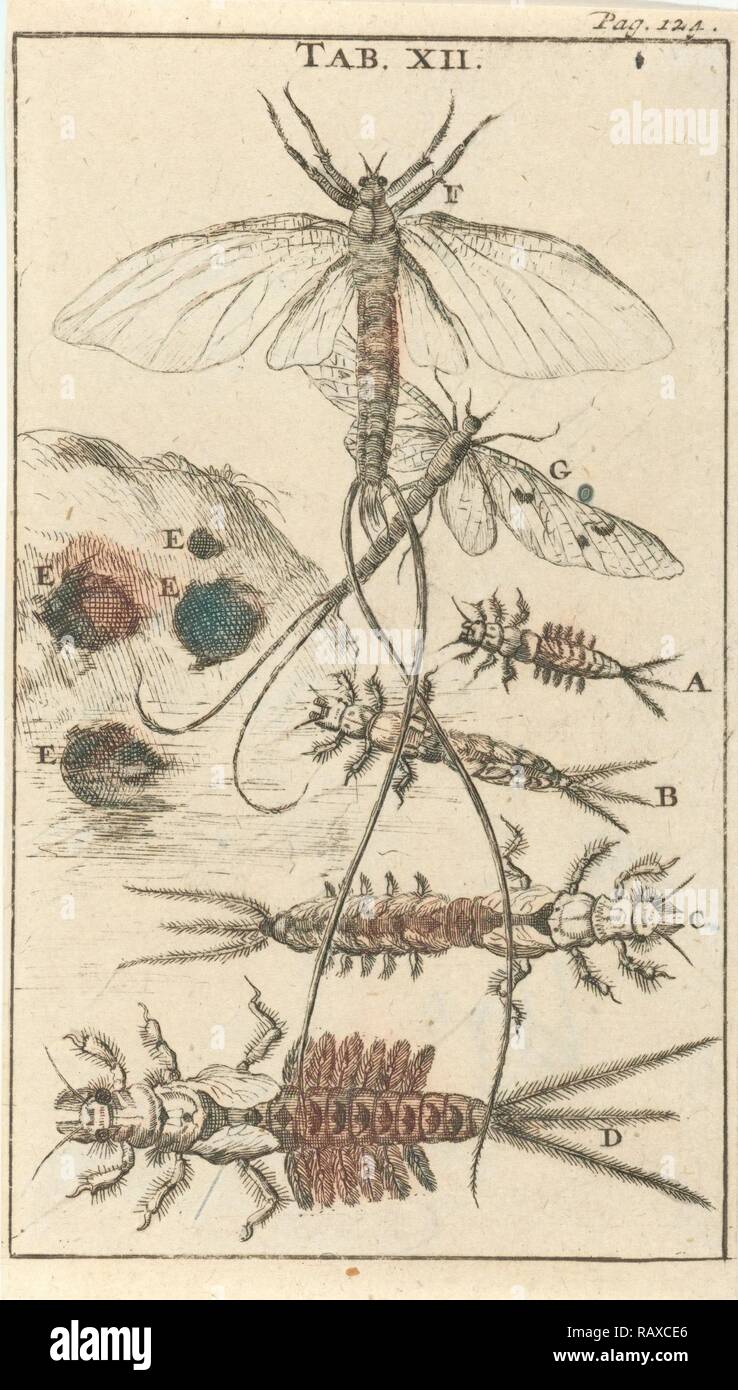 XII Mayfly, Jan Luyken, Jan Claesz diez Hoorn, 1680. Reimagined by Gibon. Arte clásico con un toque moderno reinventado Foto de stock