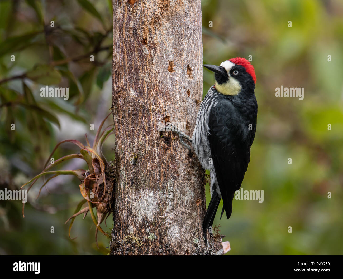 Acorn Woodpecker en Costa Rica Foto de stock