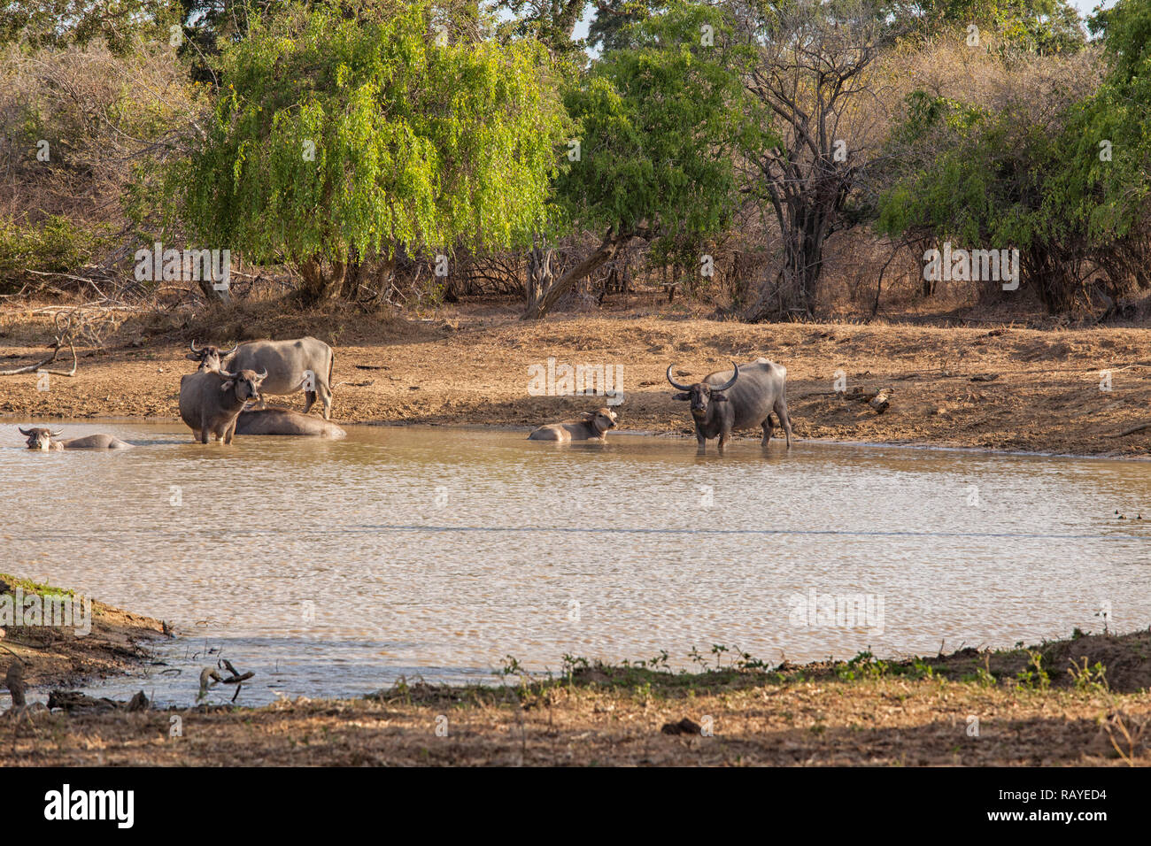 Búfalos salvajes en un lago en Yala NP en Sri Lanka Foto de stock