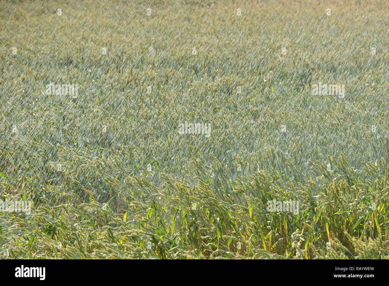 Máquina de riego con aspersores rociando agua sobre tierras agrícolas durante una sequía en verano, el riego de un campo de trigo, el caluroso verano de 2018. Foto de stock