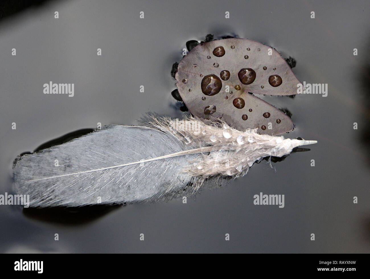 Imagen monocroma de plumas gris flotando sobre la superficie de lilypond con gotas de agua sobre la superficie de una miniatura lilypad Cumbria, Inglaterra, Reino Unido. Foto de stock