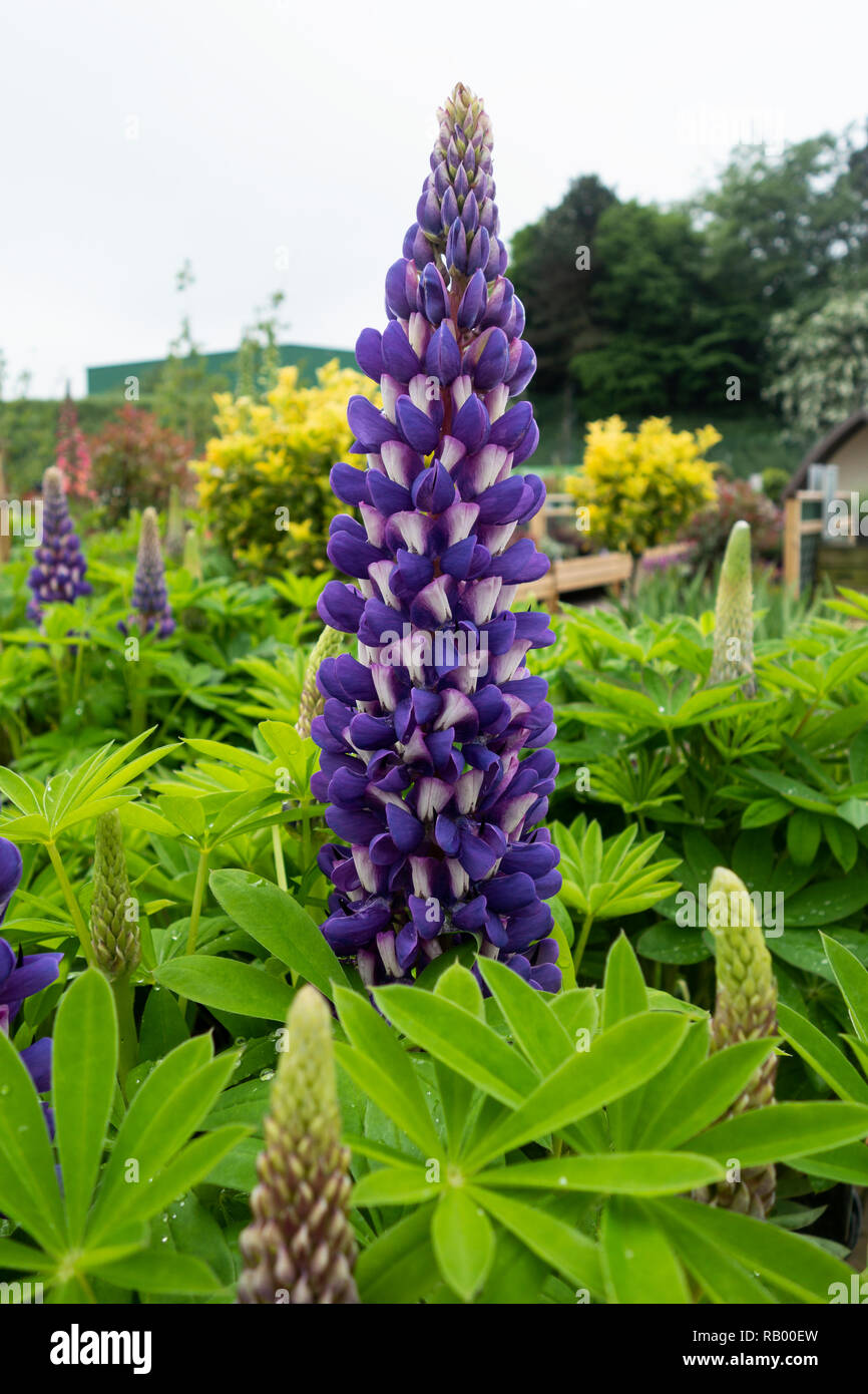 Cerca de West Country Lupin - King Canute floración en un jardín inglés Foto de stock