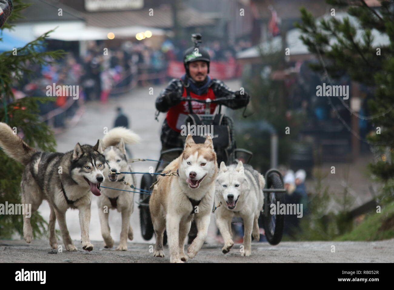 Hasselfelde, Alemania. El 05 ene, 2019. Un Musher con sus 4 huskys  siberianos en Hasselfelde empieza la 19ª carrera de perros de trineo en la  ciudad occidental de Pullman ciudad en las