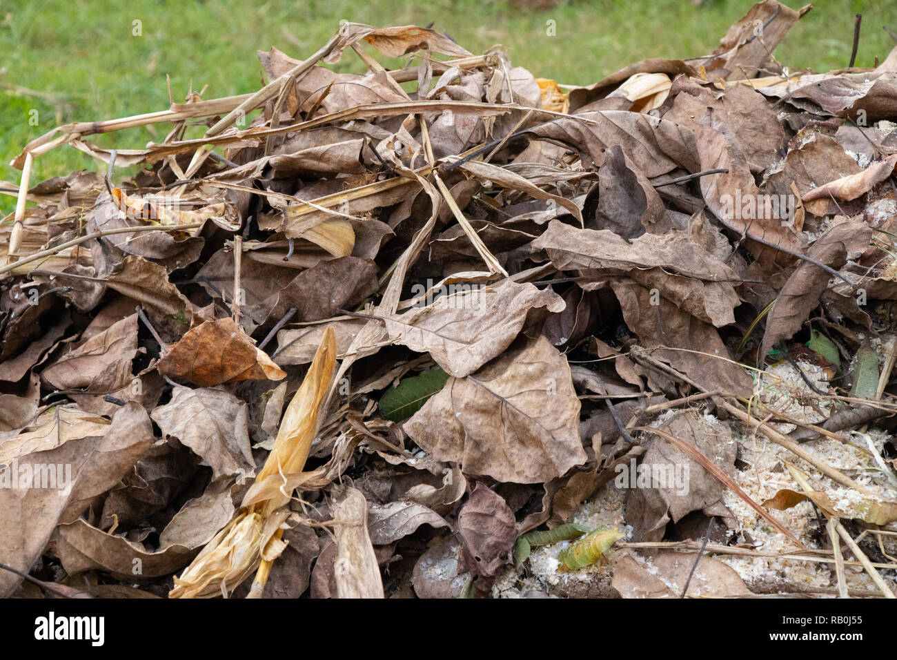 Los árboles se seca las hojas recolectadas en el bosque, listo para disparar Foto de stock