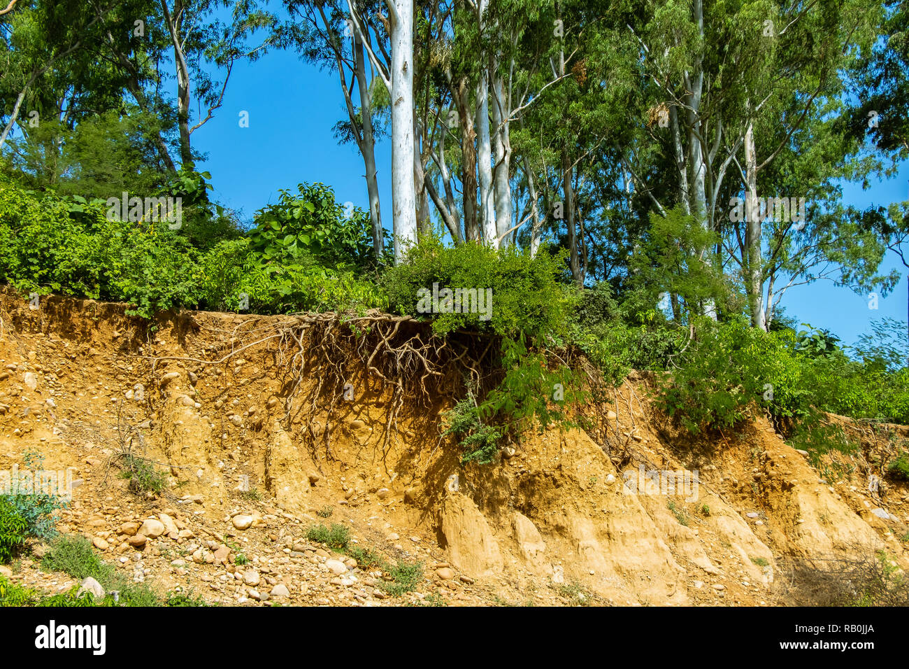 Debido al corte de carretera durante los caminos que la erosión del suelo y  raíces de árboles abierto Fotografía de stock - Alamy