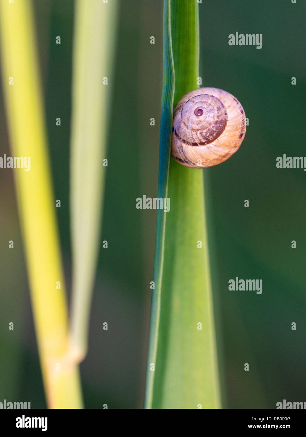 Caracol en aislados de hojas verdes Foto de stock