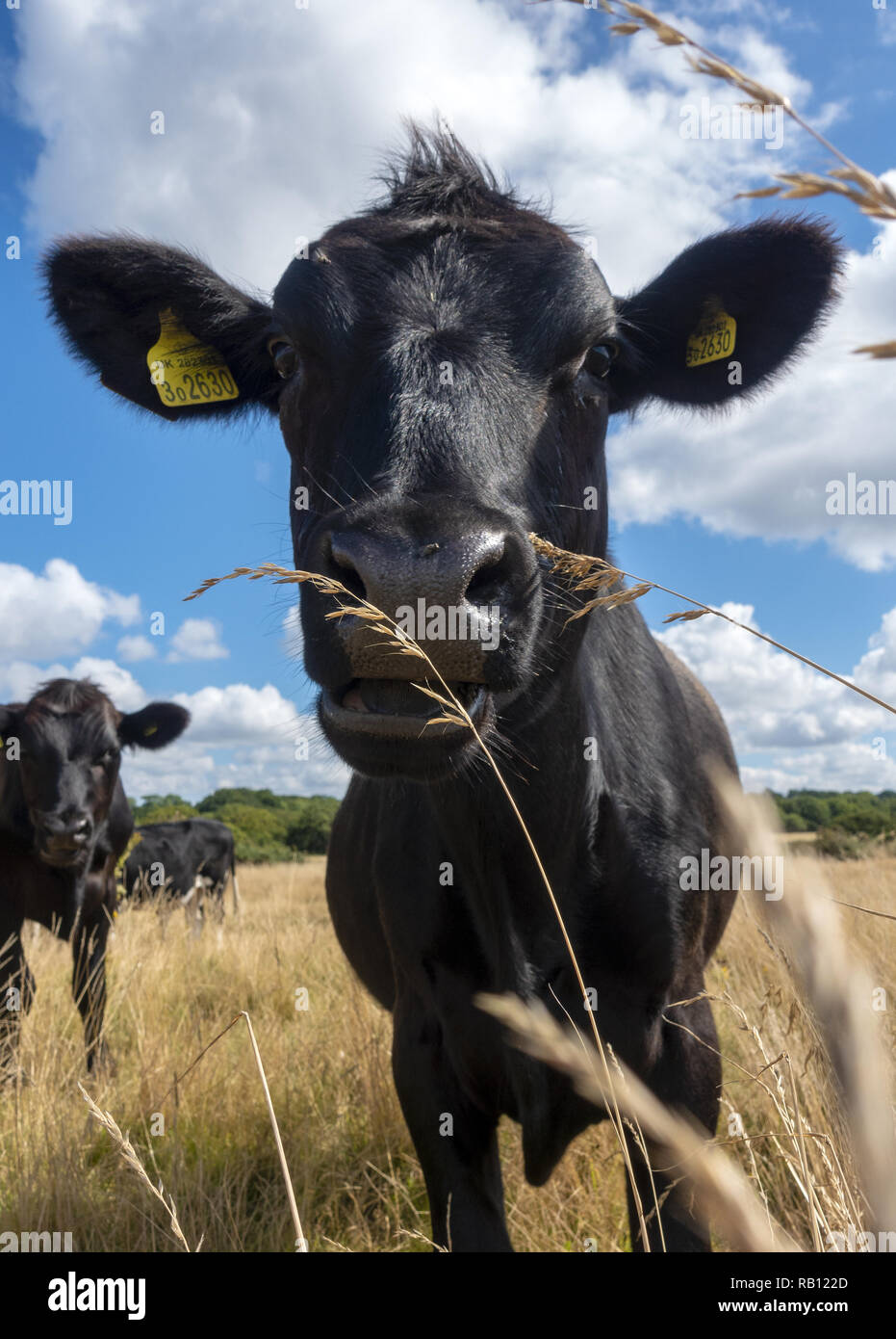 Jóvenes vacas angus negras pastando libremente en el prado seco cerca de Branscombe, East Devon, Inglaterra, Reino Unido Foto de stock