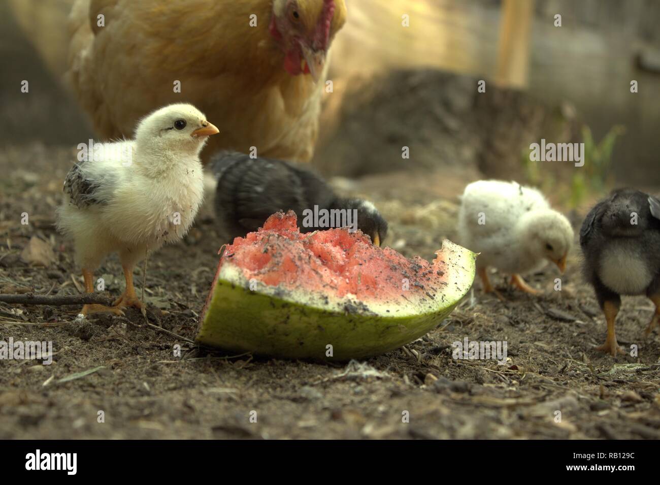 Una gallina relojes como sus pollitos comer sandía en un día caluroso de  verano Fotografía de stock - Alamy