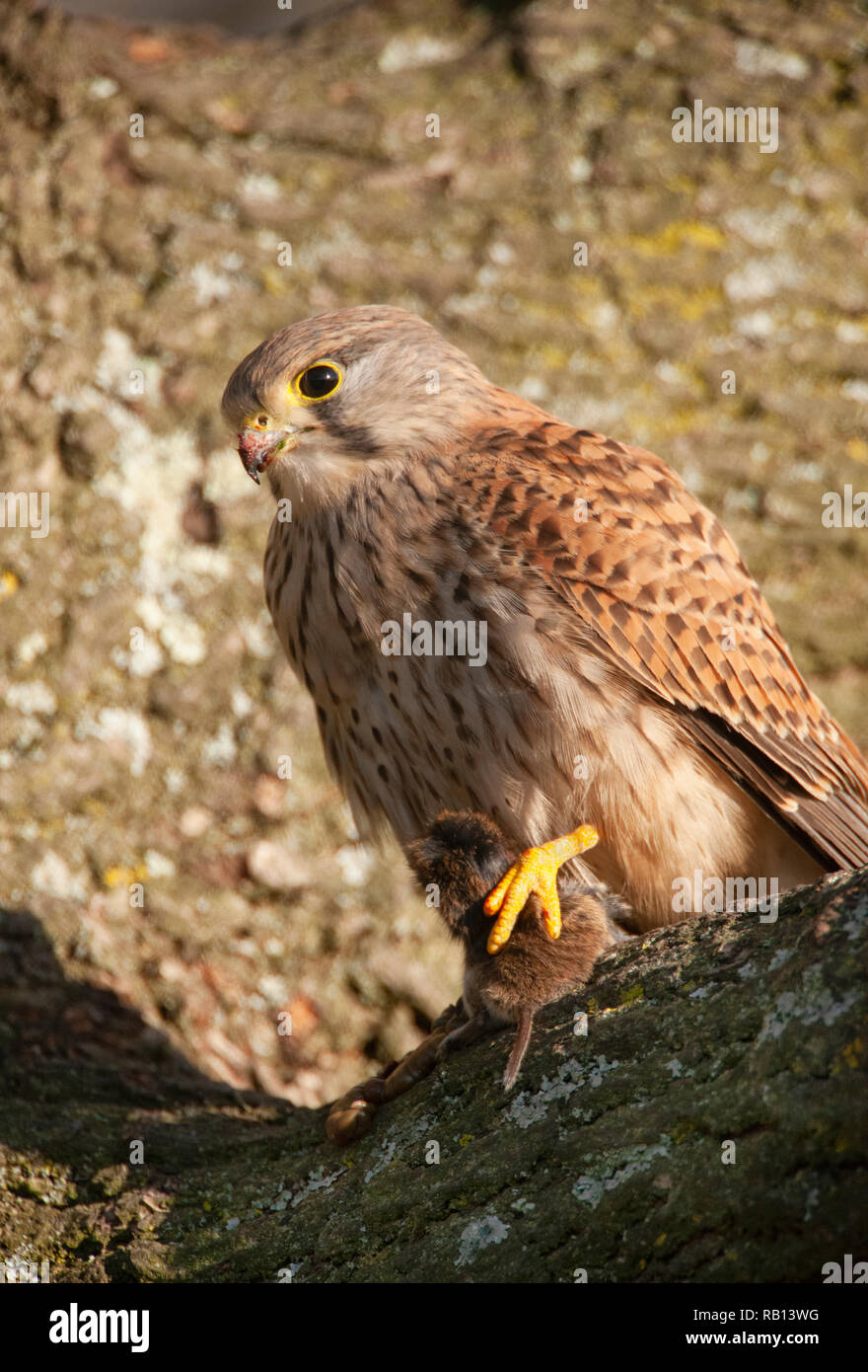 Hembra de cernícalo común, Falco tinnunculus, con el Banco Vole, Myodes glareolus, como presa, Hampstead Heath, Londres, Reino Unido. Foto de stock