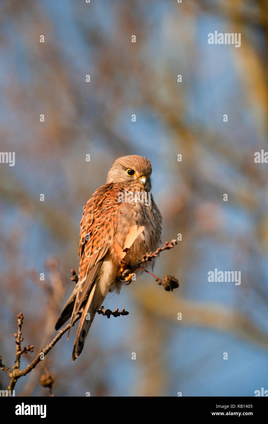 Hembra de cernícalo común, Falco tinnunculus, en busca de presas en el suelo, Hampstead Heath, Londres, Reino Unido. Foto de stock
