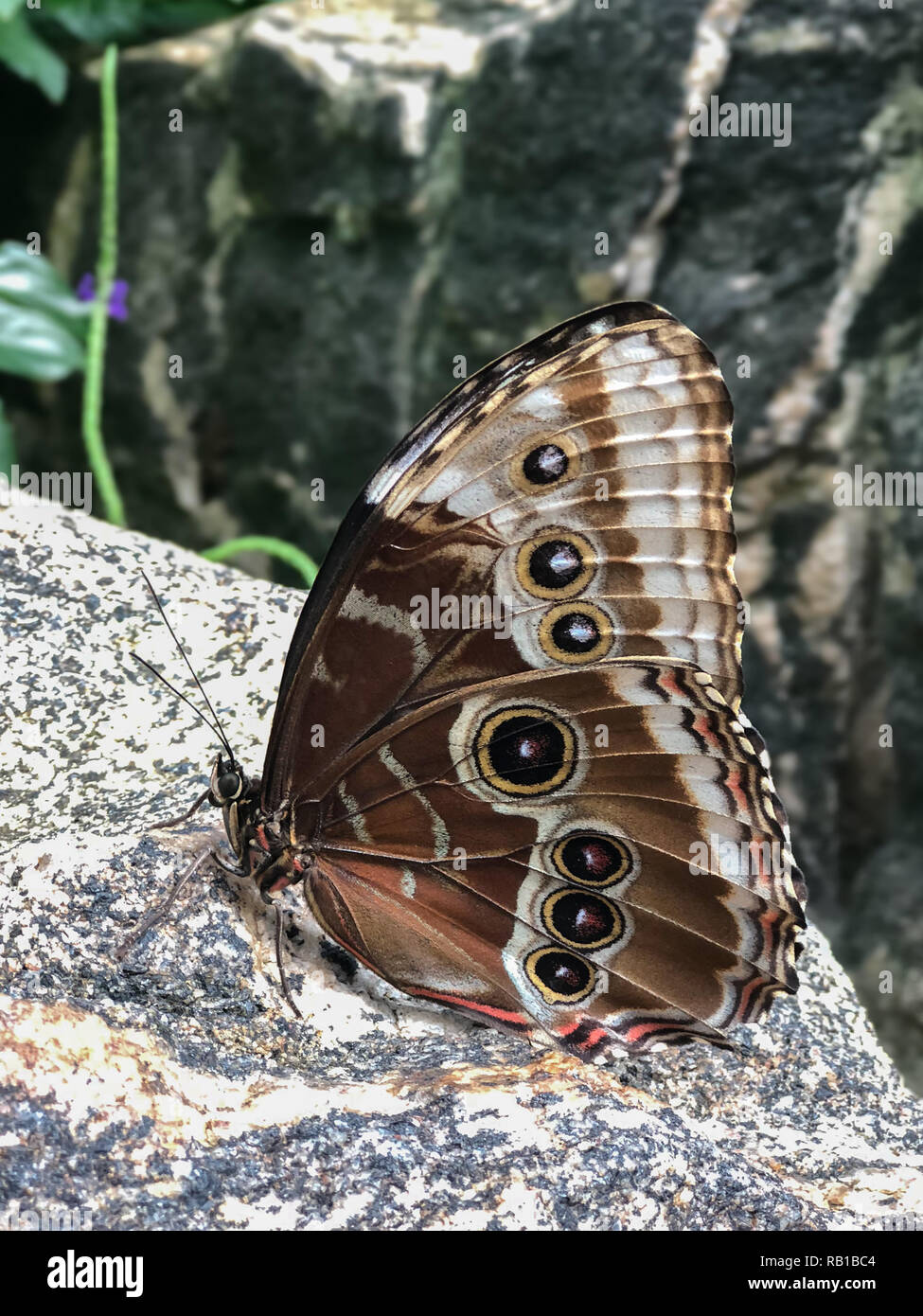 Una hermosa mariposa marrón fundada sobre una roca con muchos falsos ojos en las alas. Foto de stock