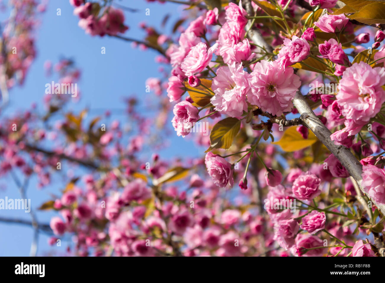 Hermosas flores de cerezo de sakura, el fondo. Primavera florales de fondo. Sakura de cerezo en flor en una primavera cálida y soleada tarde. Foto de stock