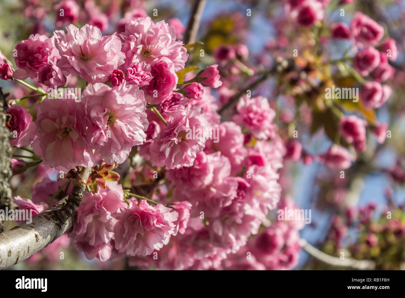 Hermosas flores de cerezo de sakura, el fondo. Primavera florales de fondo. Sakura de cerezo en flor en una primavera cálida y soleada tarde. Foto de stock
