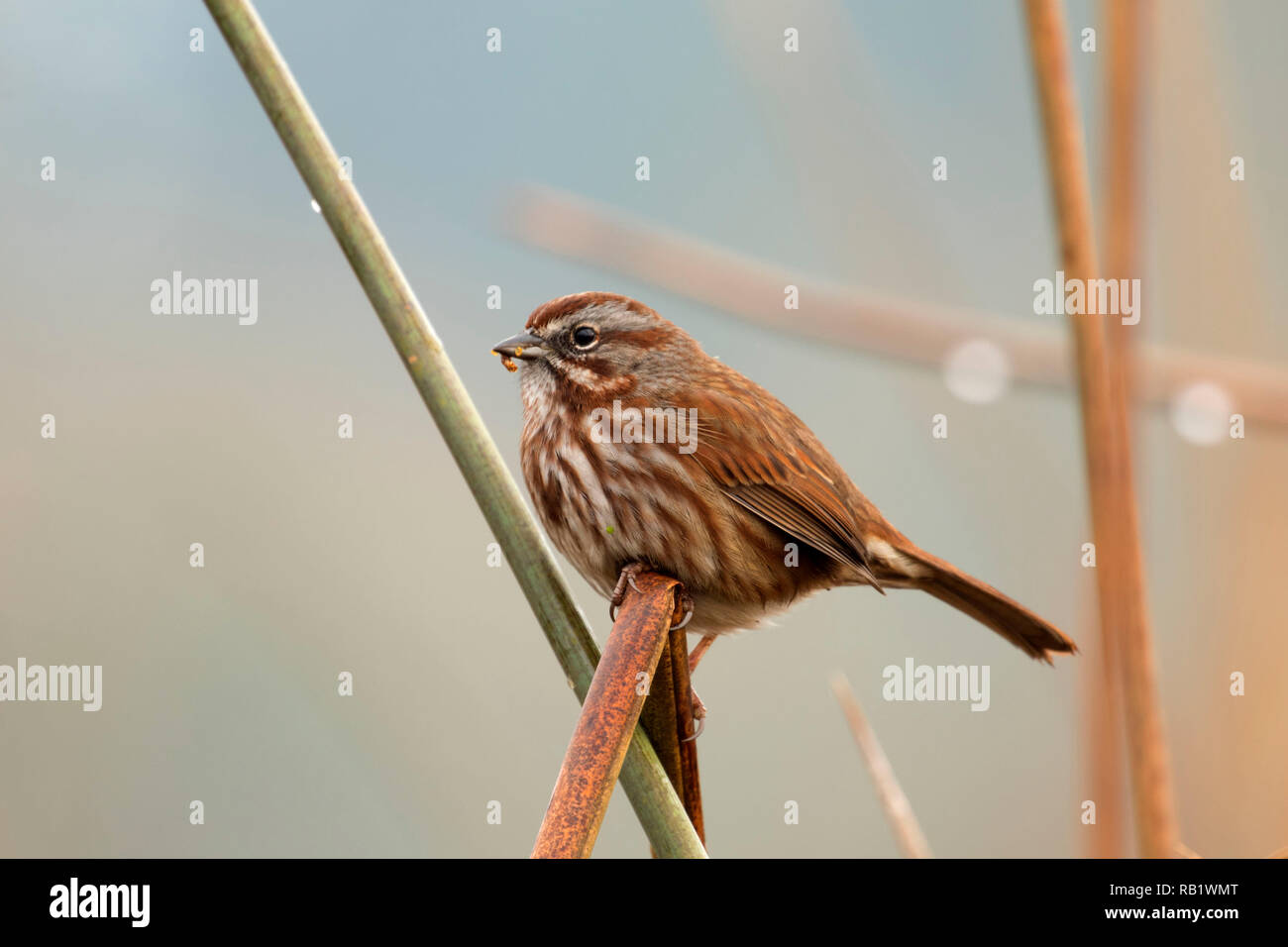 Sparrow, hablando de Jardines Acuáticos, en Albany, Oregon Foto de stock