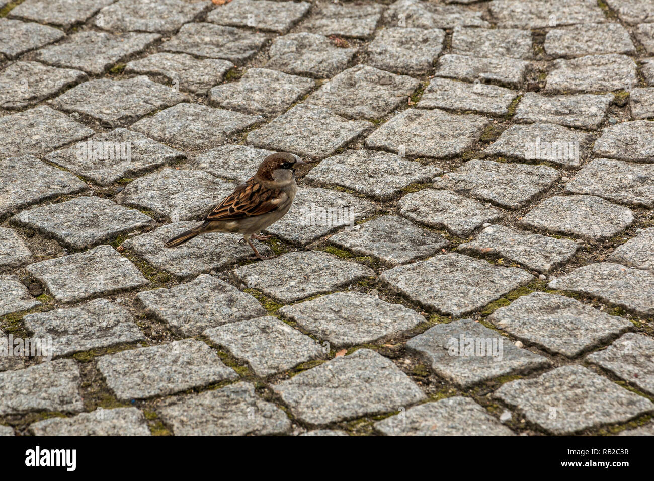 Valiente pequeño gorrión en el suelo pedregoso de la ciudad Foto de stock