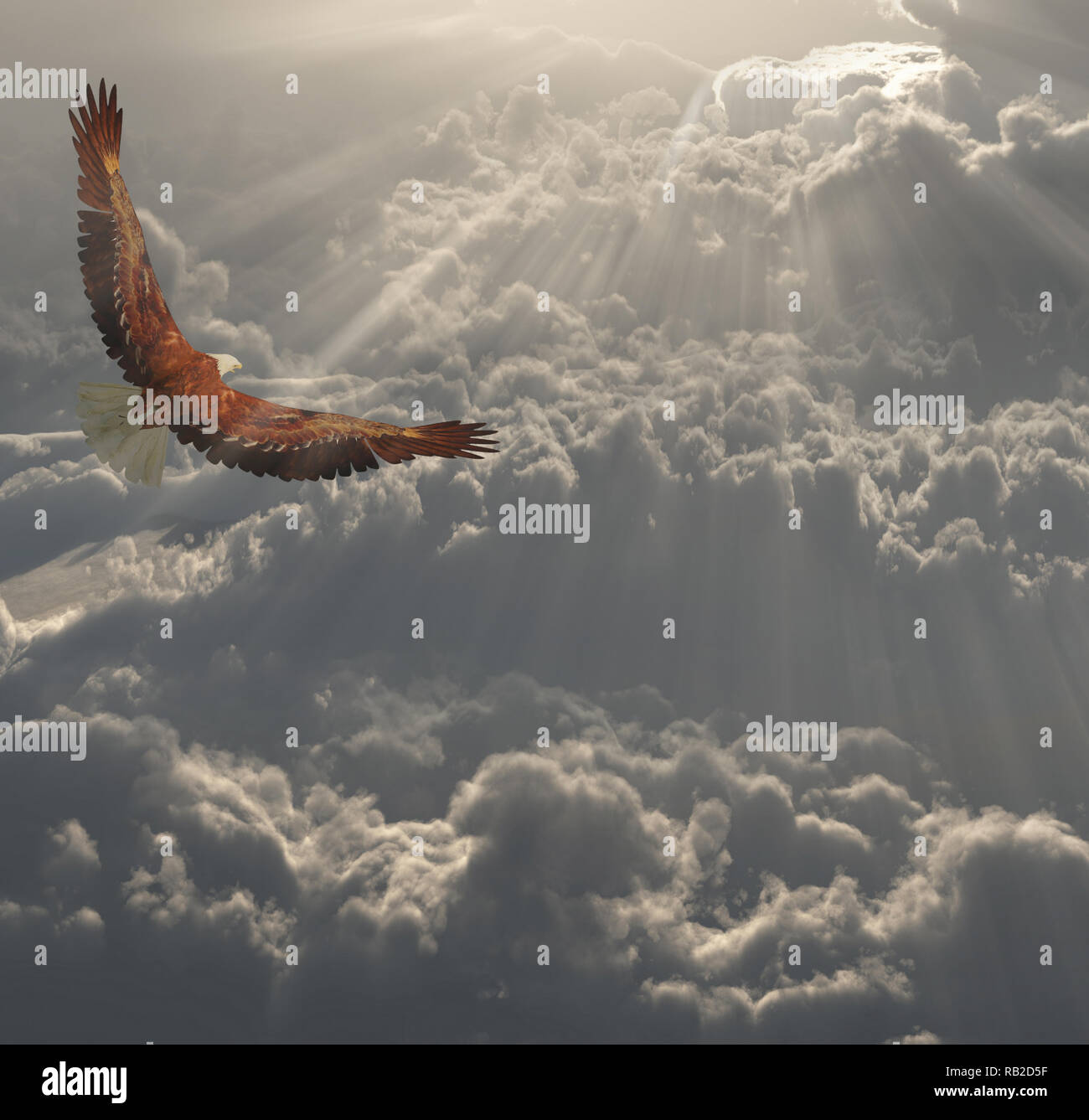 Aguila En Vuelo Por Encima De Las Nubes Fotografia De Stock Alamy