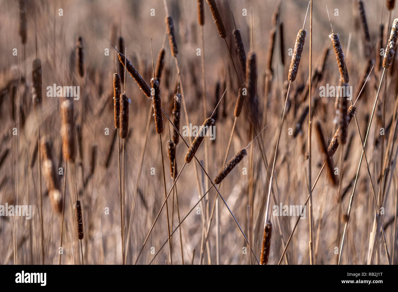Totoras común (tifus latifolia) en Marsh en invierno. Foto de stock