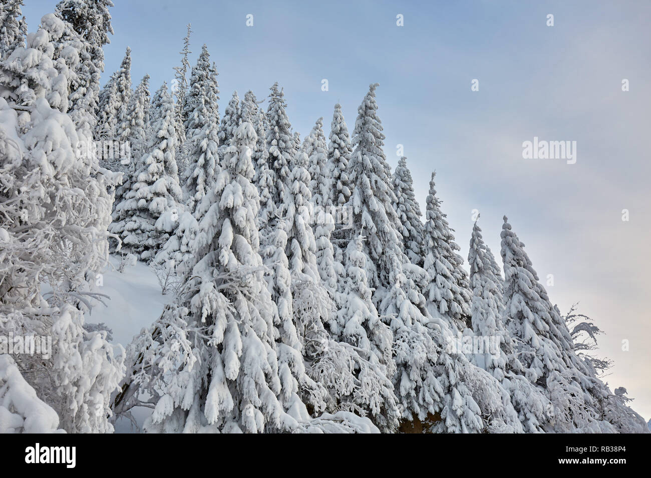 Paisaje de montaña con abetos cubiertos de nieve Foto de stock