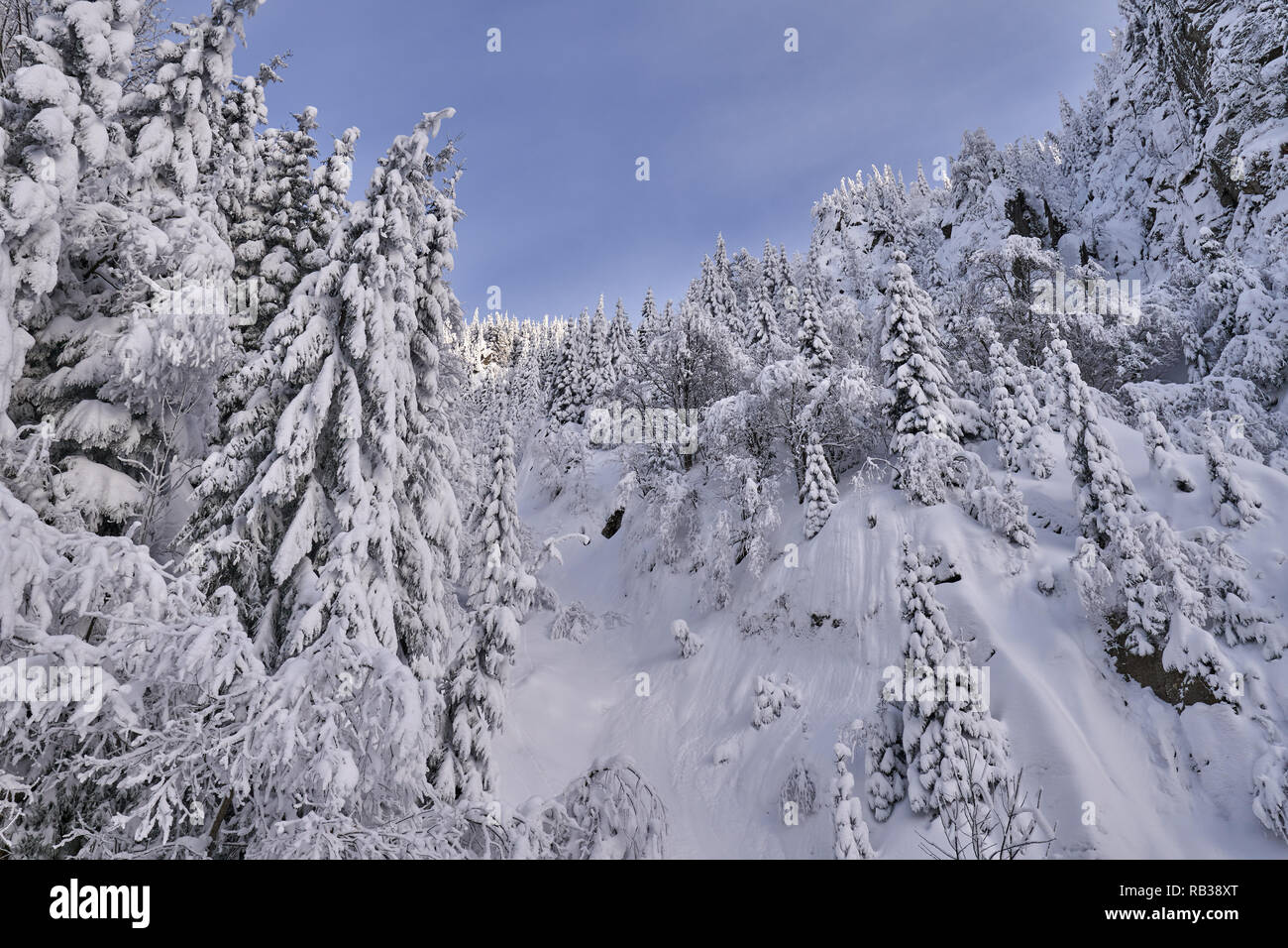 Paisaje de montaña con abetos cubiertos de nieve Foto de stock