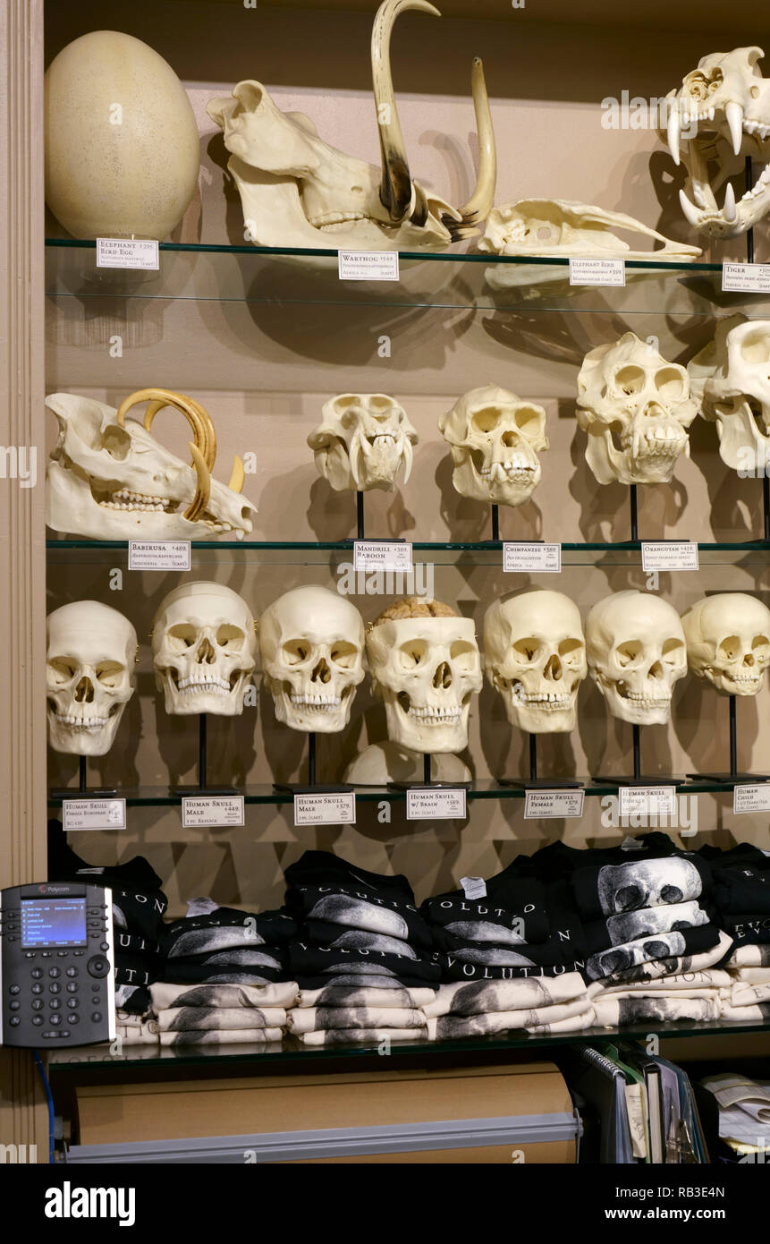 Cráneos humanos mostrar en la evolución Tienda en Soho.Lower Manhattan.La Ciudad de Nueva York.NY.USA Foto de stock