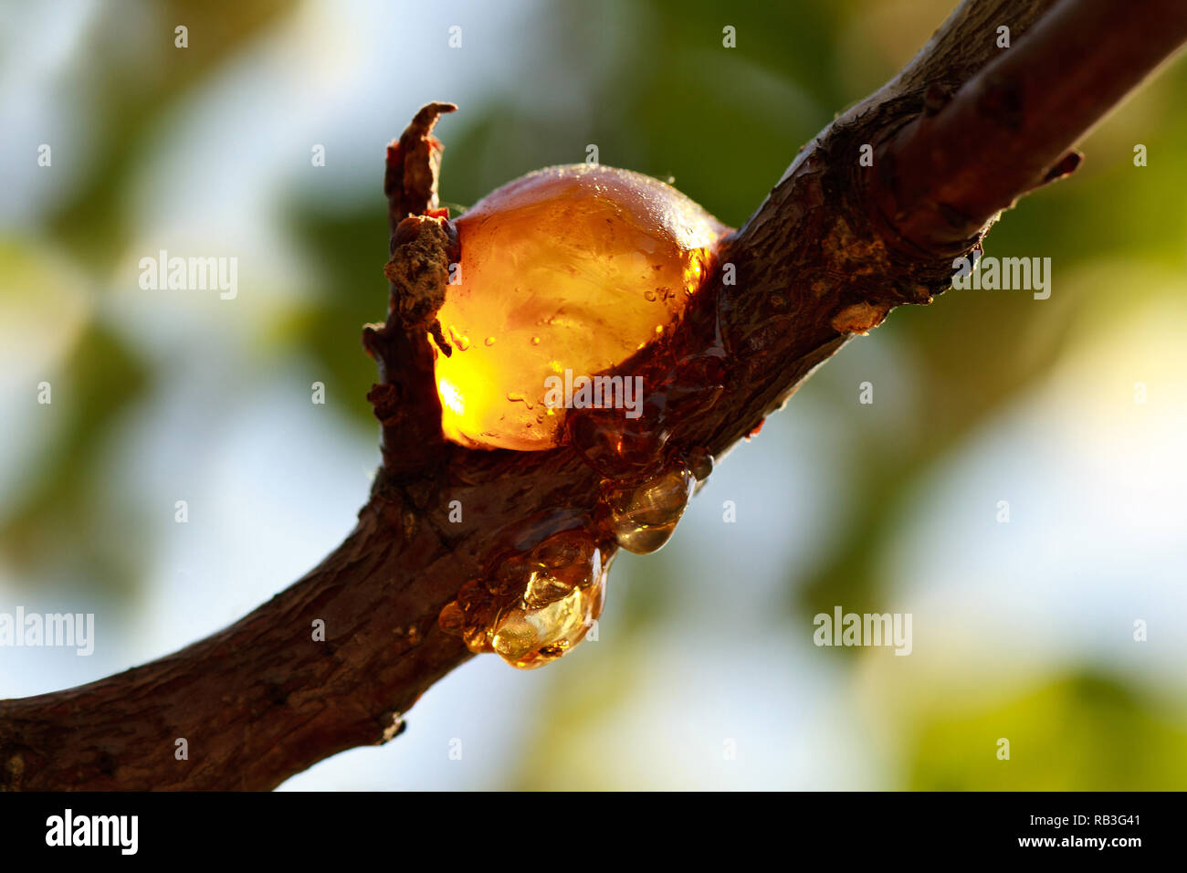 Persona australiana Caballo búnker La resina en rama de árbol en día soleado Fotografía de stock - Alamy
