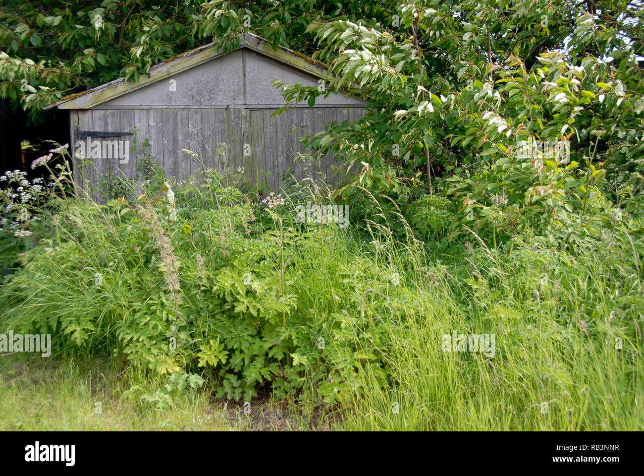 Garaje interno inaccesibles debido a mucho césped que crece en frente de las puertas, Inglaterra Foto de stock