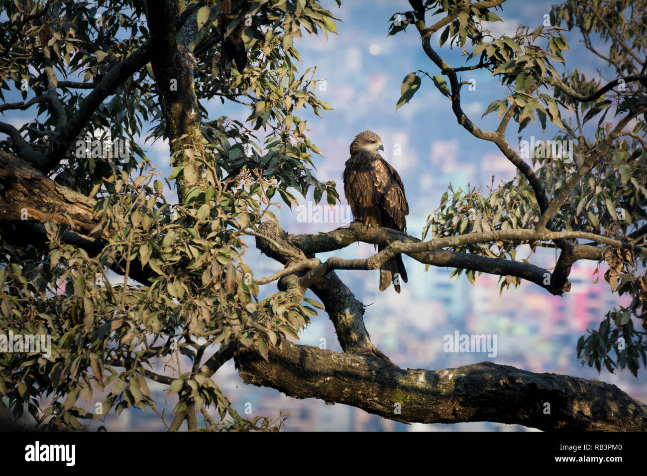 Un hermoso golden eagle sentado en un árbol en otoño Foto de stock