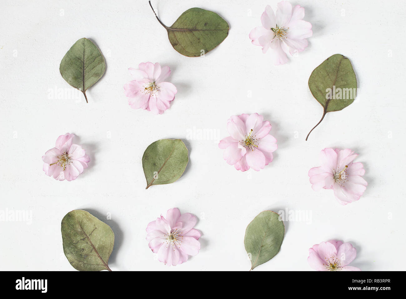Patrón floral femenino. Hojas de eucalipto seca y rosa flores de cerezo japonés en el antiguo fondo de la tabla de madera blanca. Sentar planas, vista superior. Foto de stock