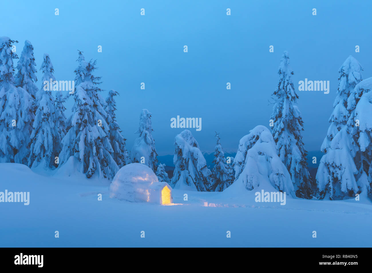 Iglú de nieve desde el interior luminoso en el invierno de los montes Cárpatos. Los abetos cubiertos de nieve en la luz de la tarde en el fondo. Foto de stock