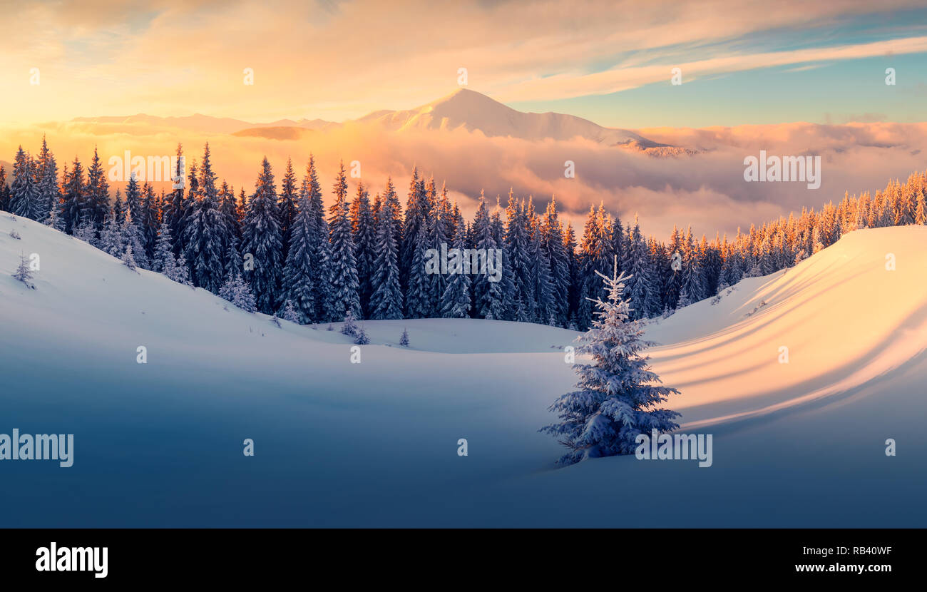 Fantastic orange paisaje invernal en montañas nevadas iluminado por la luz solar. Dramática escena invernal con árboles nevados. Concepto de vacaciones de Navidad. Cárpatos montaña, Ucrania, Europa Foto de stock